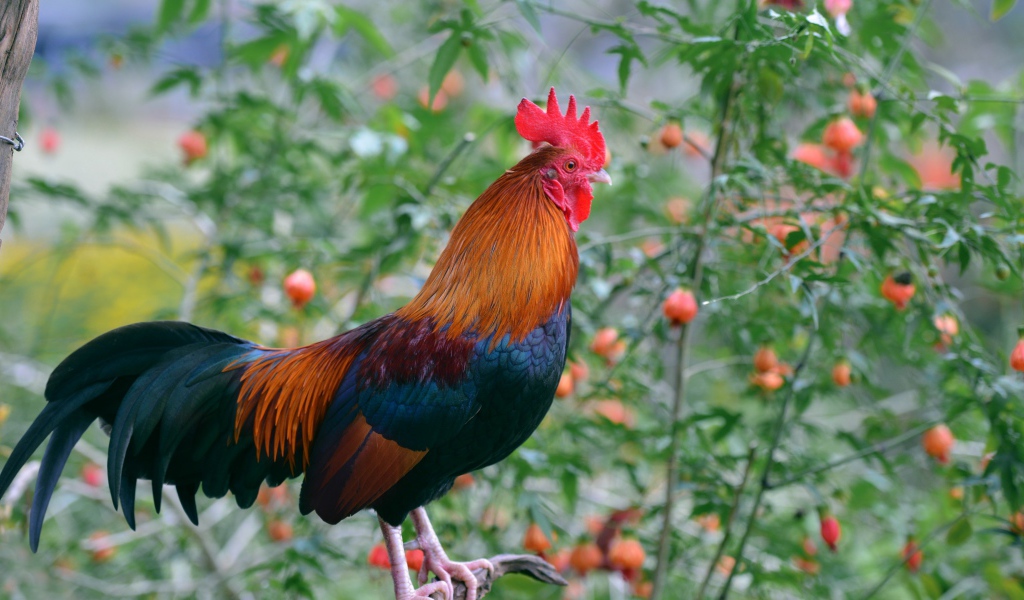 Красивый домашний петух на жердочке 