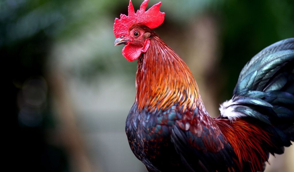 Красивый домашний петух с красным гребнем 
