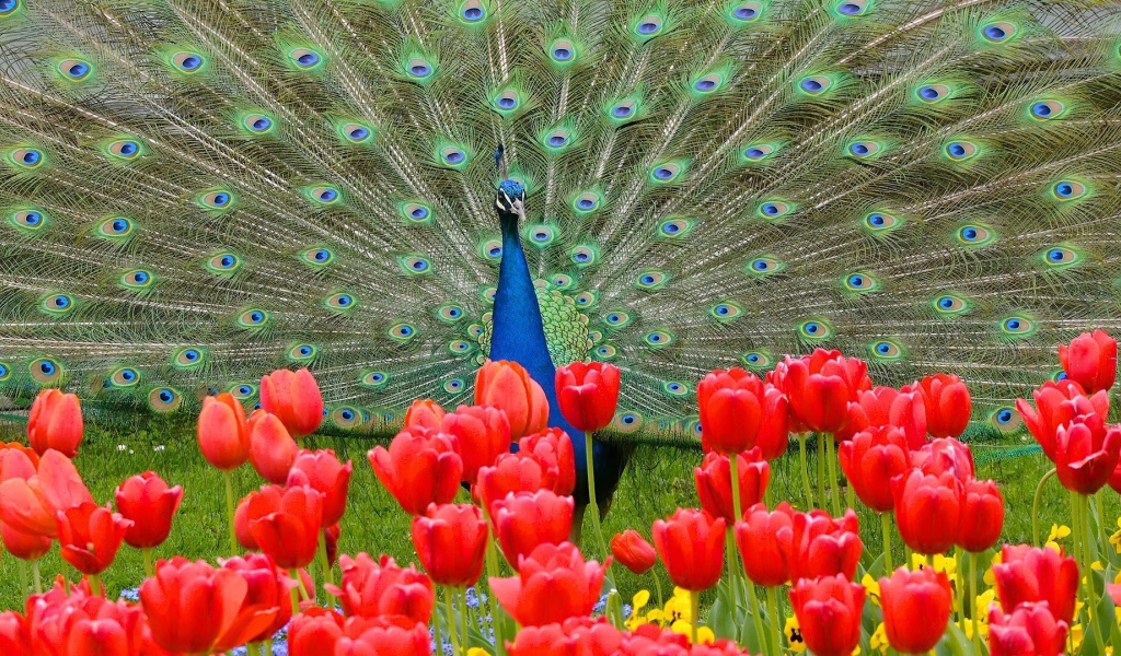 Красивый павлин на фоне красных тюльпанов 
