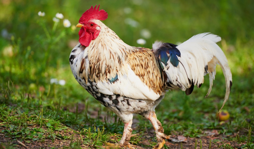 Красивый породистый петух 