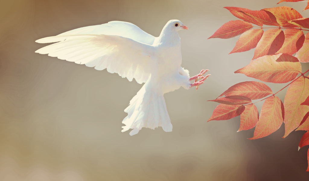 Красивый белый голубь у желтых листьев