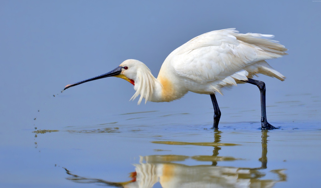 Красивая белая цапля стоит в воде
