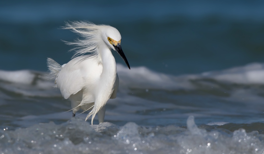 Красивая белая цапля с черным клювом в воде 