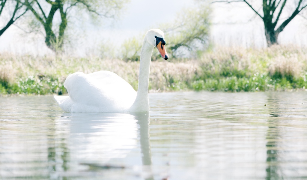 Красивый белый лебедь шипун на озере 