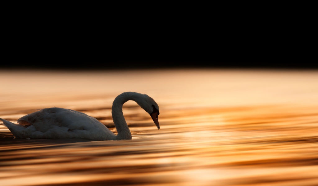 Красивый белый лебедь шипун плавает в воде