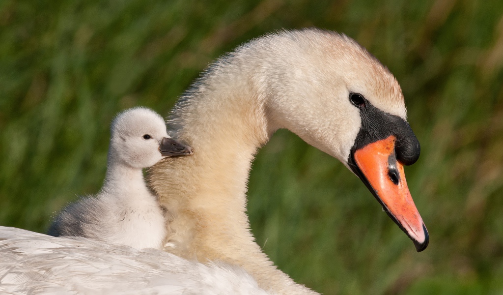 Красивые белый лебедь шипун с маленьким птенцом