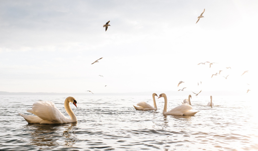 Красивые белые лебеди - шипуны плавают в озере