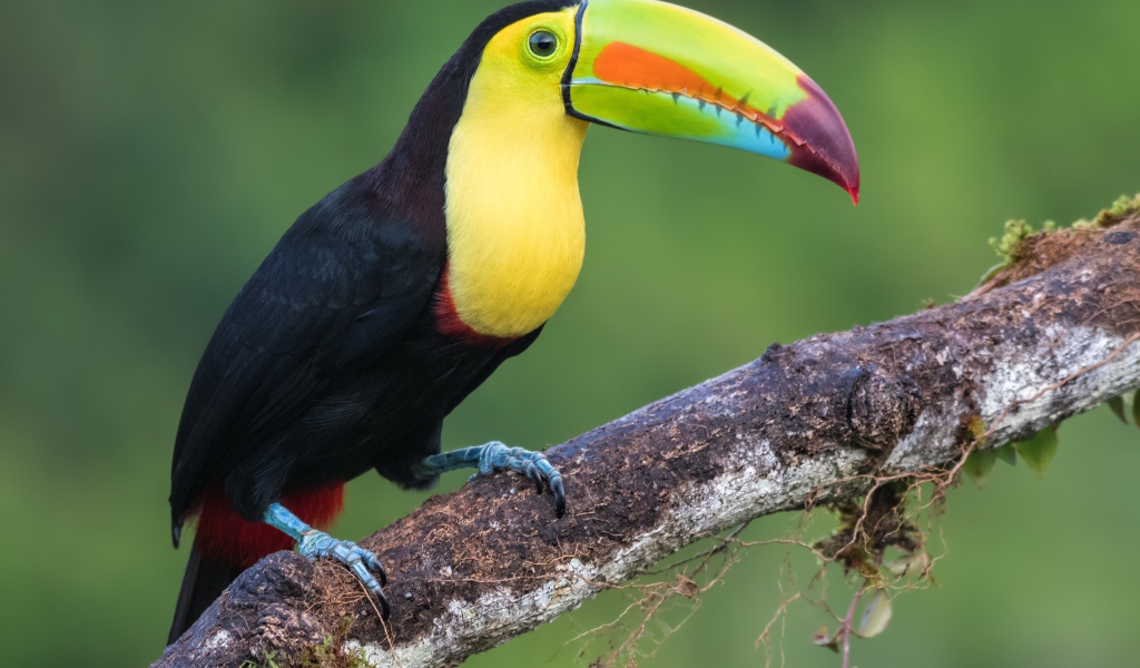 Большая красивая птица тукан сидит на ветке
