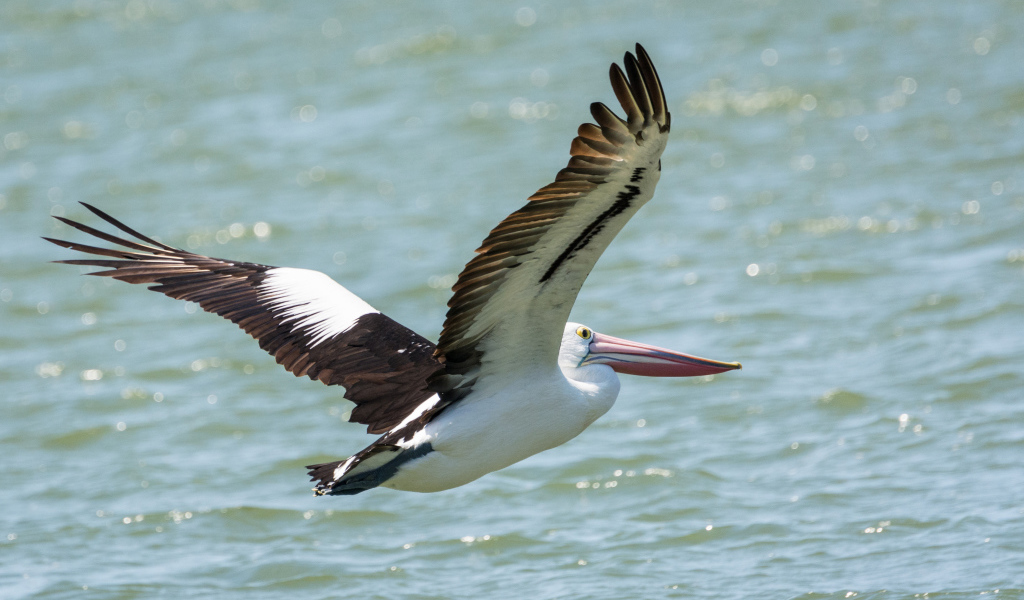 Большая птица пеликан летит над водой