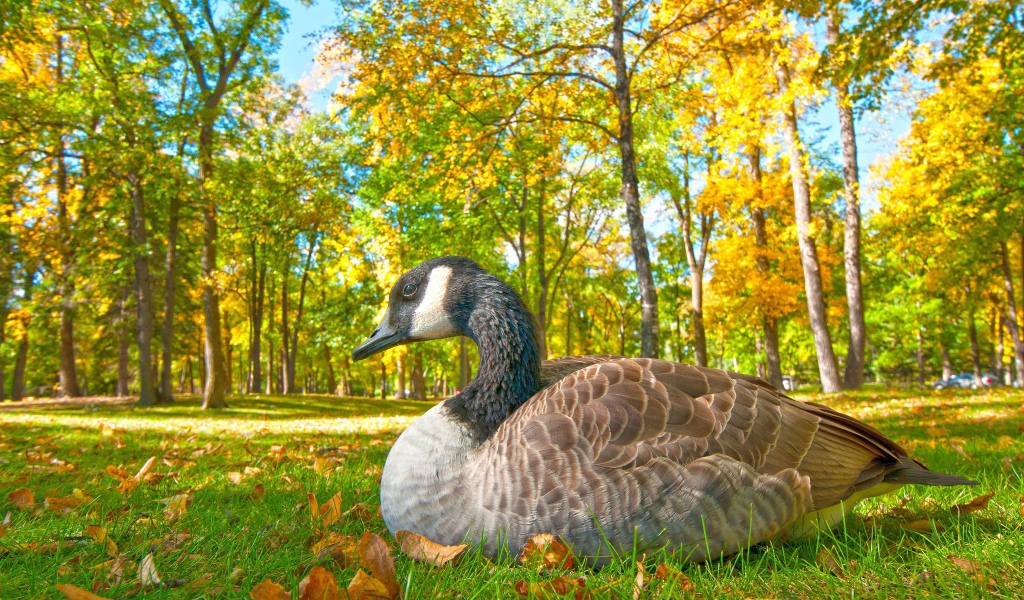 Большой гусь сидит на траве в парке осенью