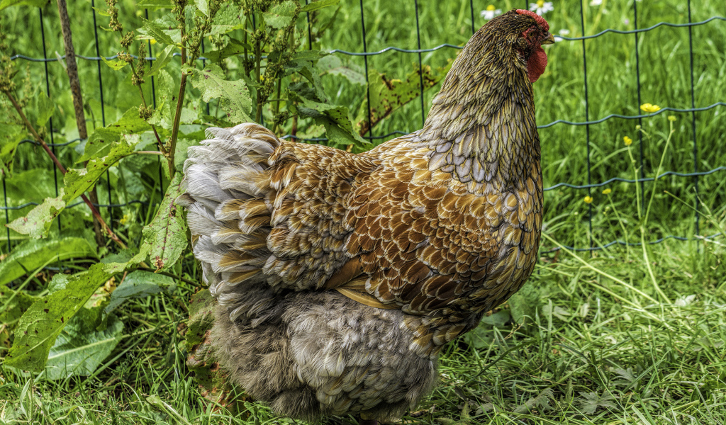 Большая домашняя курица на зеленой траве  