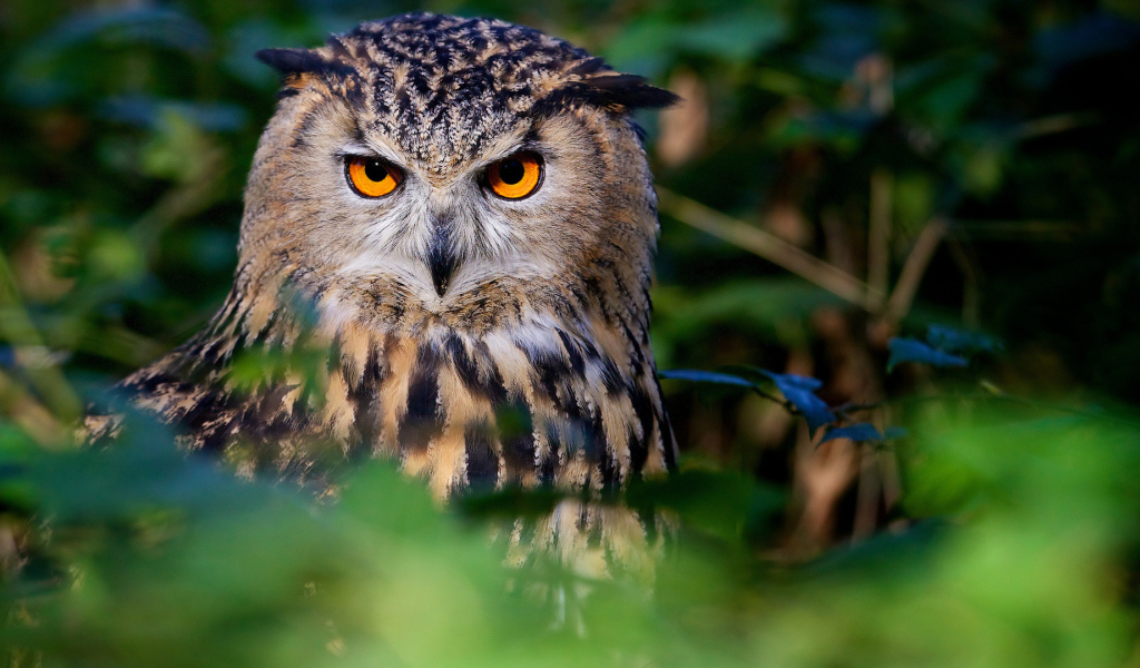 Большая сова с красивыми желтыми глазами
