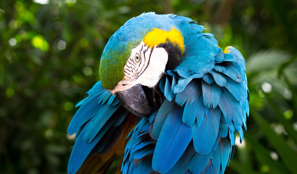 Большой попугай сине-жёлтый ара