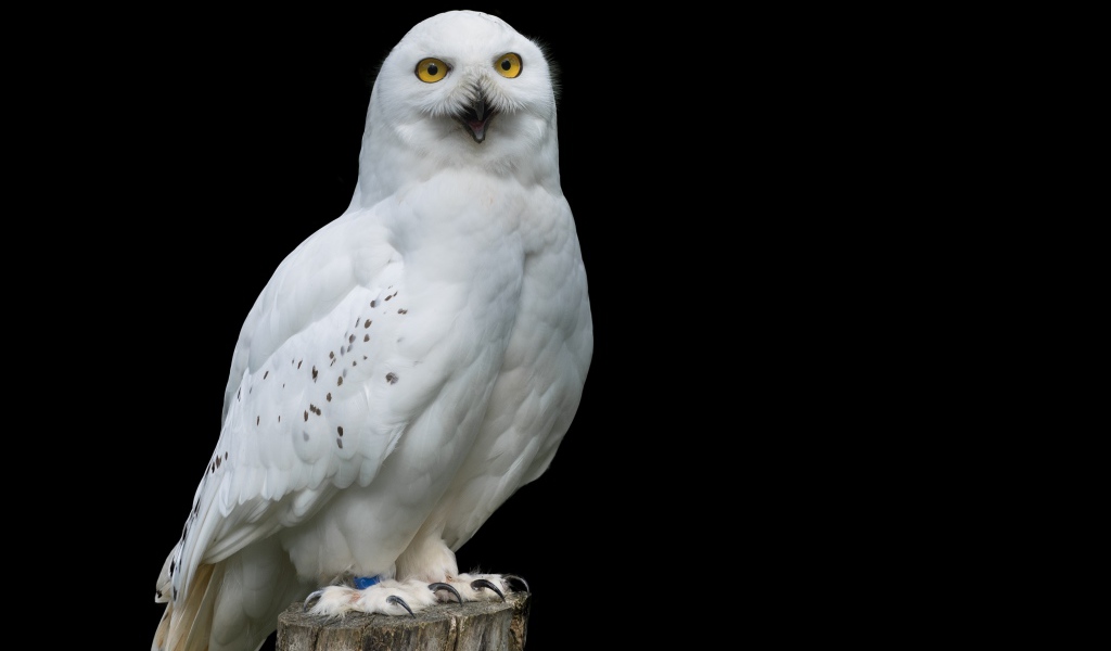 Большая снежная сова на черном фоне