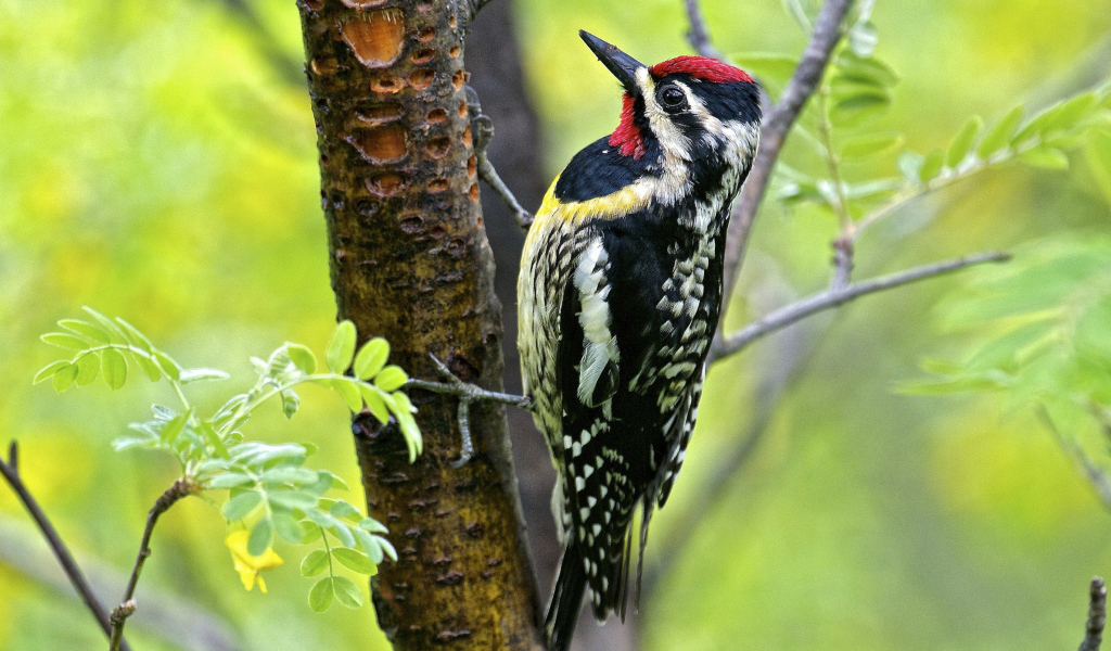 Птица дятел на дереве 