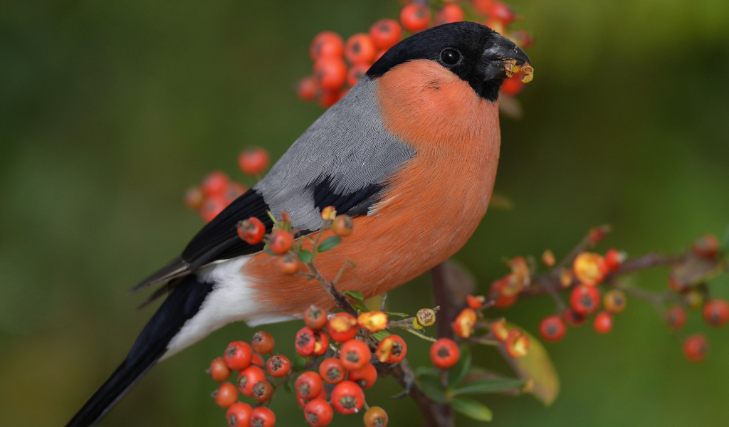 Птица снегирь на ветке красной рябины 