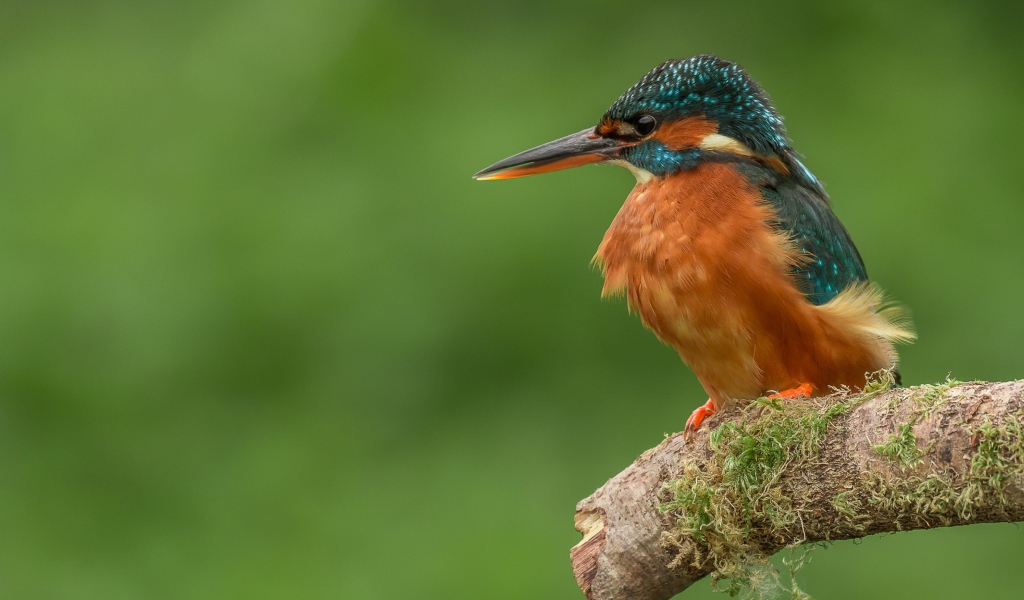 Птица зимородок сидит на ветке дерева