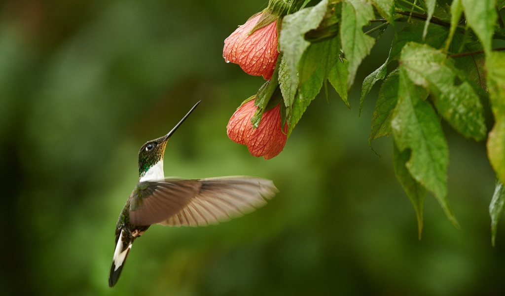 Птица колибри собирает нектар с красного цветка