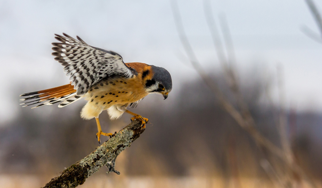 Хищная птица сокол сидит на ветке 