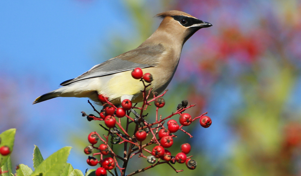 Птица свиристель на ветке с красными ягодами 