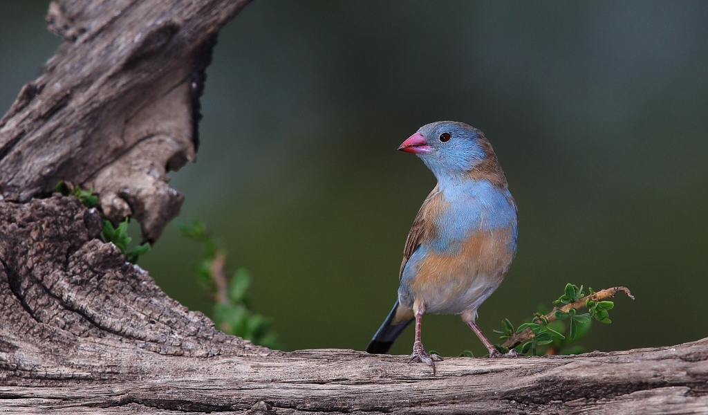Птица с голубыми перьями на дереве 