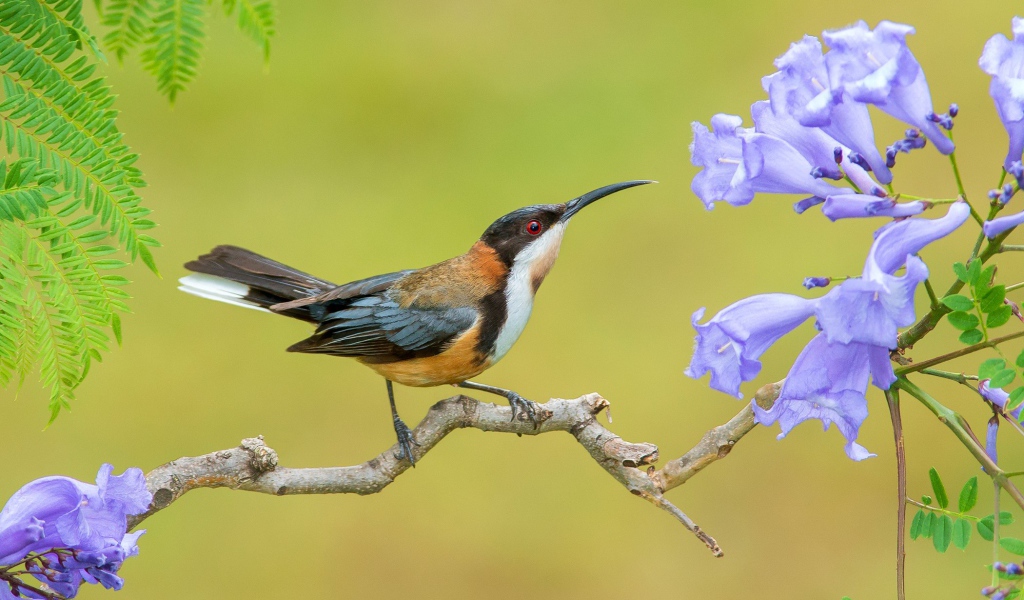 Птичка на ветке с сиреневыми цветами 