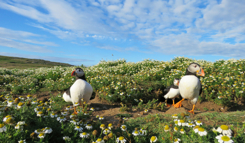 Птицы тупики на ромашковом поле под голубым небом