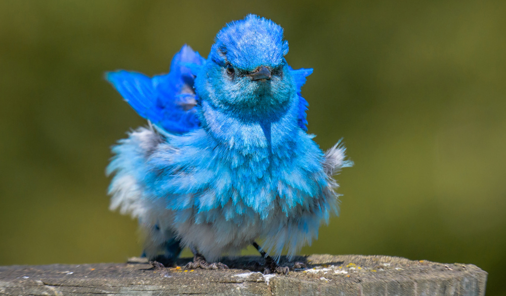 Голубая маленькая птичка Сиалия 