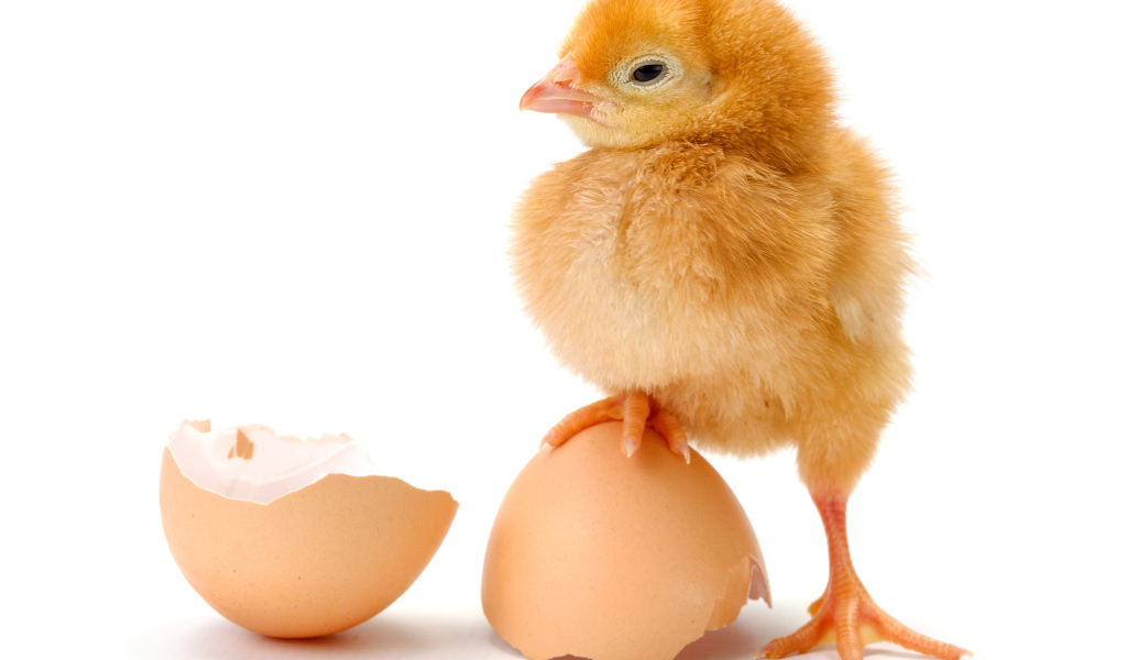 Цыпленок с разбитой яичной скорлупой на белом фоне