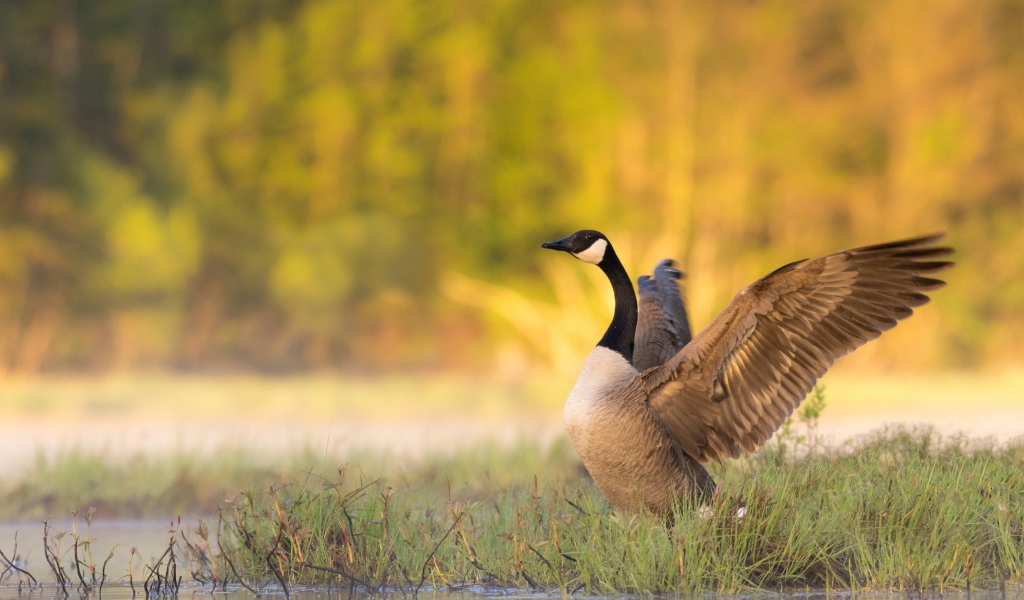 Гусь у водоема готовится взлететь 
