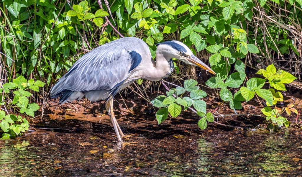 Серая цапля охотится в воде