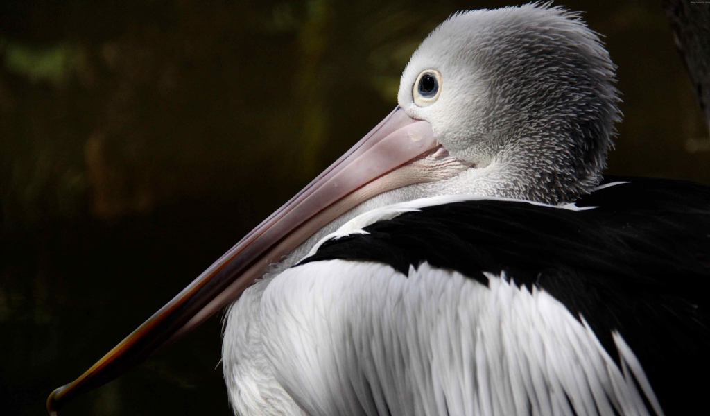 Большой австралийский пеликан крупным планом