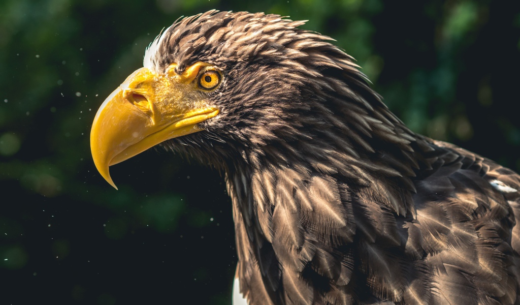 Голова орла с большим желтым клювом