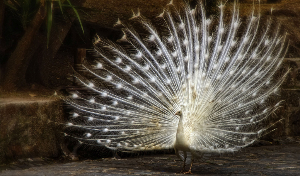 Большой красивый белый павлин
