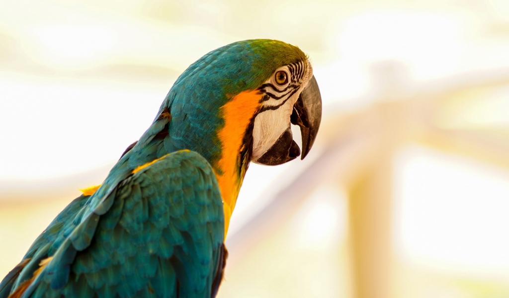 Большой сине-желтый попугай ара крупным планом