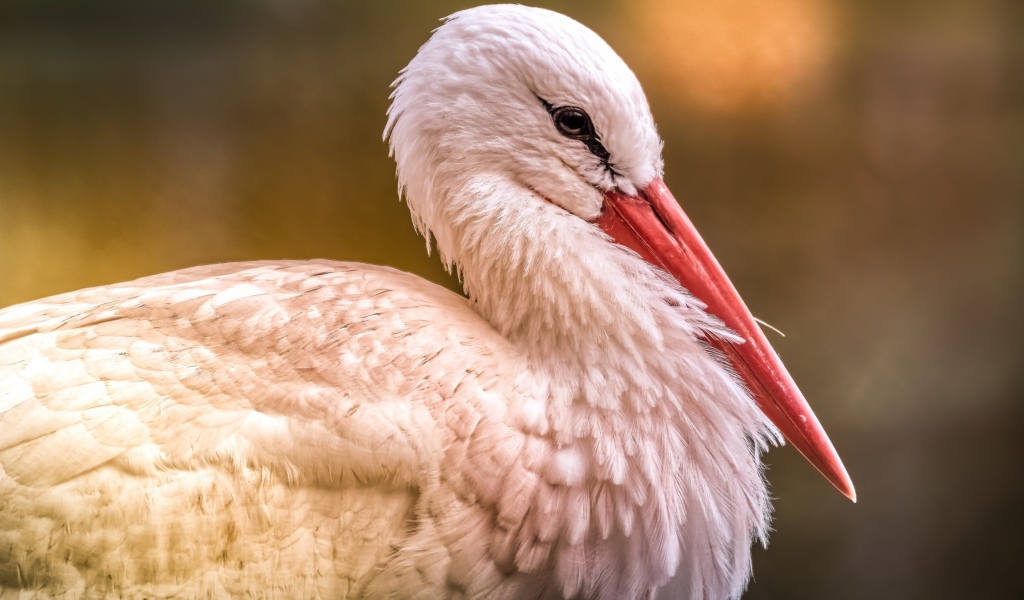 Большой белый аист с красным клювом 