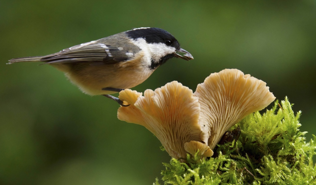 Маленькая синица сидит на грибе