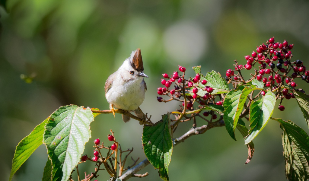 Маленькая птичка на ветке с красными ягодами