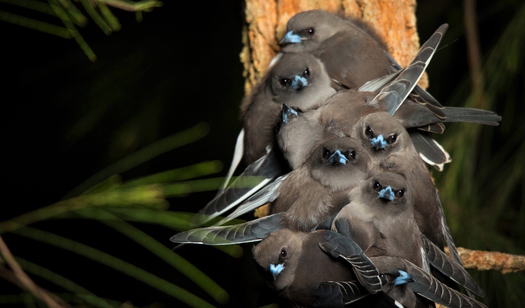 Маленькие птички породы Серый юнко сидят на ветке