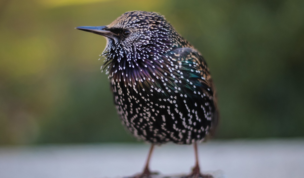 Маленький милый птенец скворца 