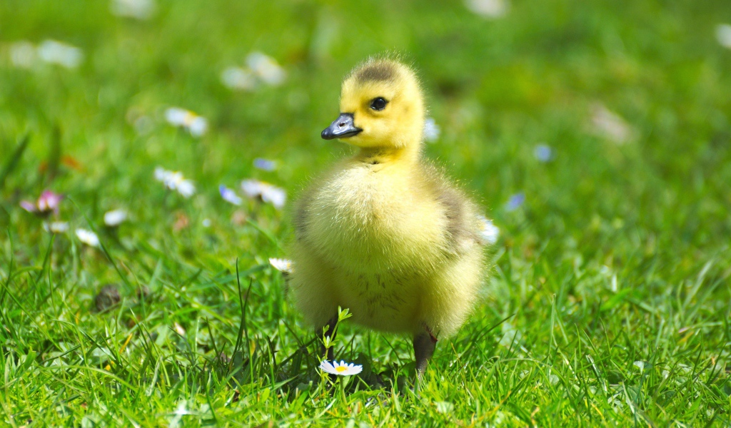 Маленький милый гусенок на зеленой траве