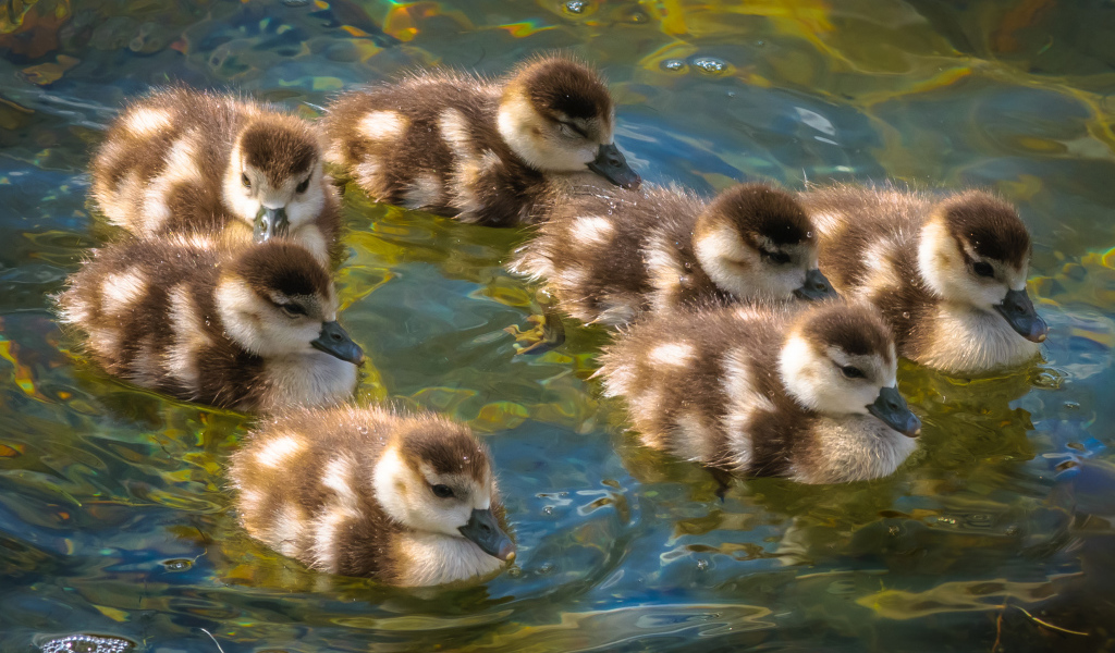 Маленькие утята плывут по воде
