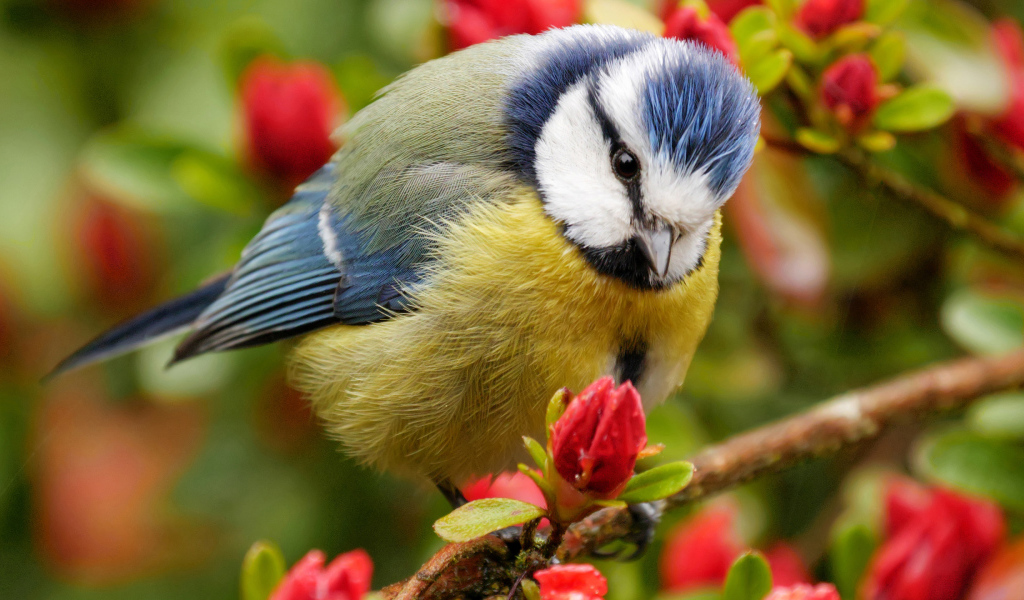 Маленькая синица сидит на ветке цветущего дерева 