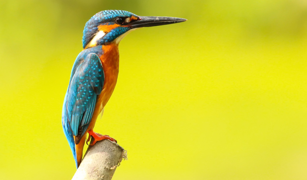 Разноцветная птица зимородок на желтом фоне