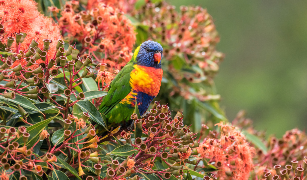 Многоцветный лорикет сидит на экзотическом цветке 