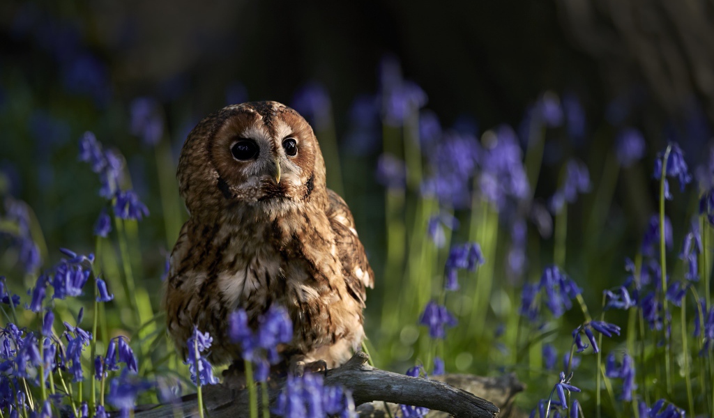 Сова сидит на сухой коряге среди голубых весенних цветов 