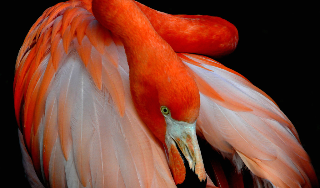 Розовый фламинго прячет голову под крыло 