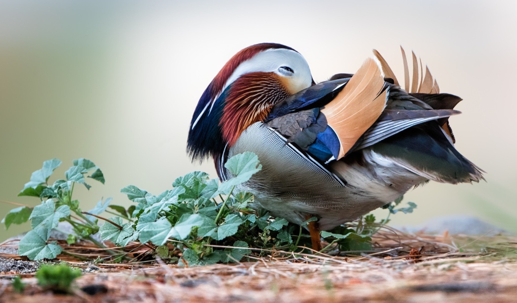 Спящая разноцветная уточка мандаринка 