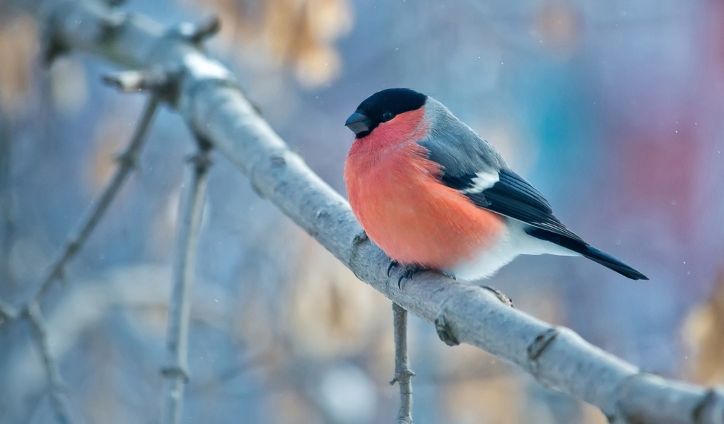 Маленький снегирь на ветке 