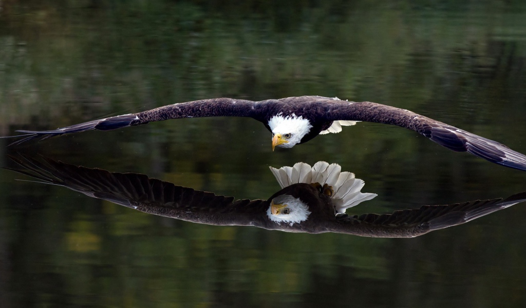 Белоголовый орел пролетает над водой 